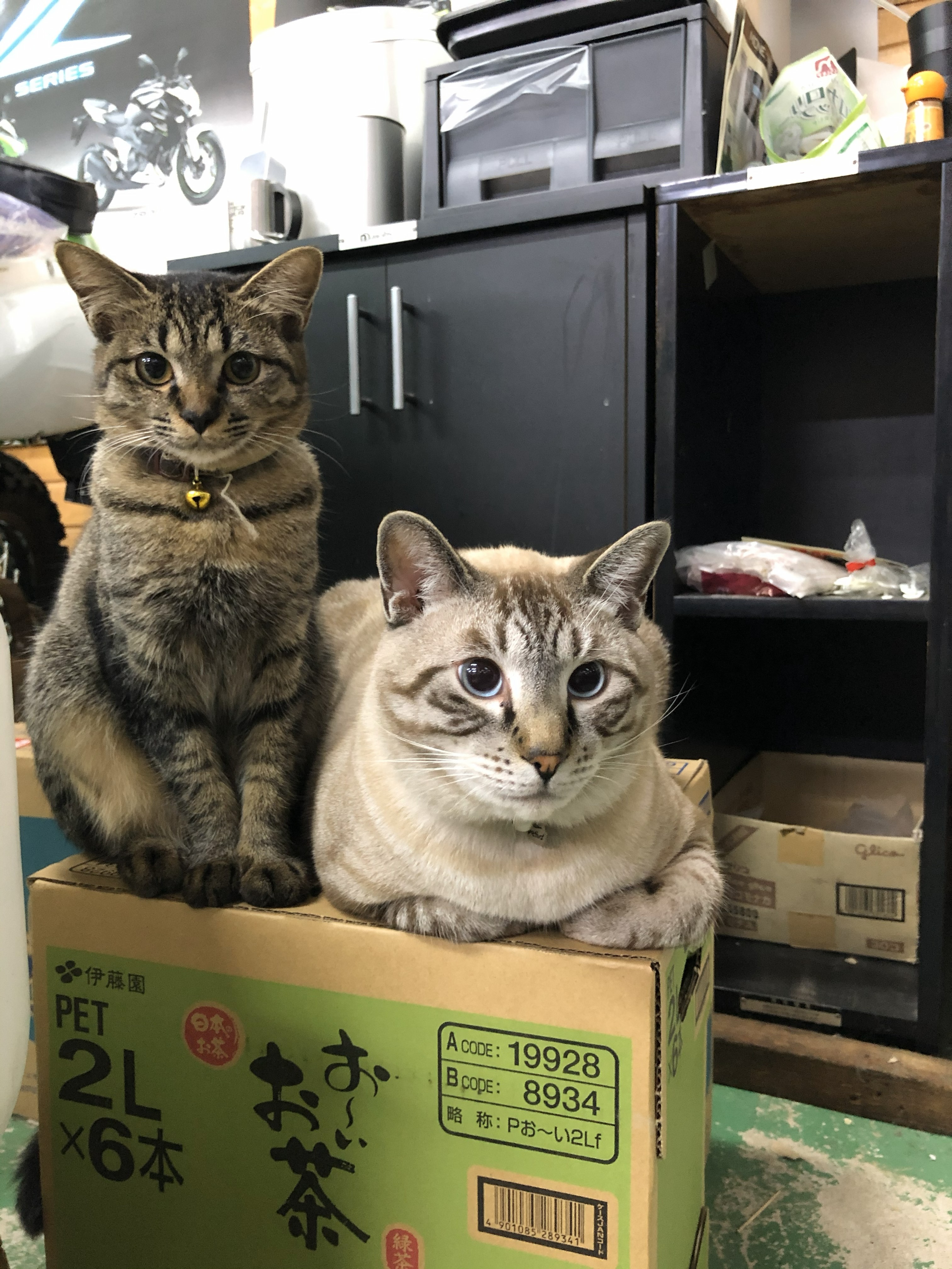 6�N�O�̃_�C�t�N�ƃ`�[